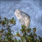 Painted Egret Landing